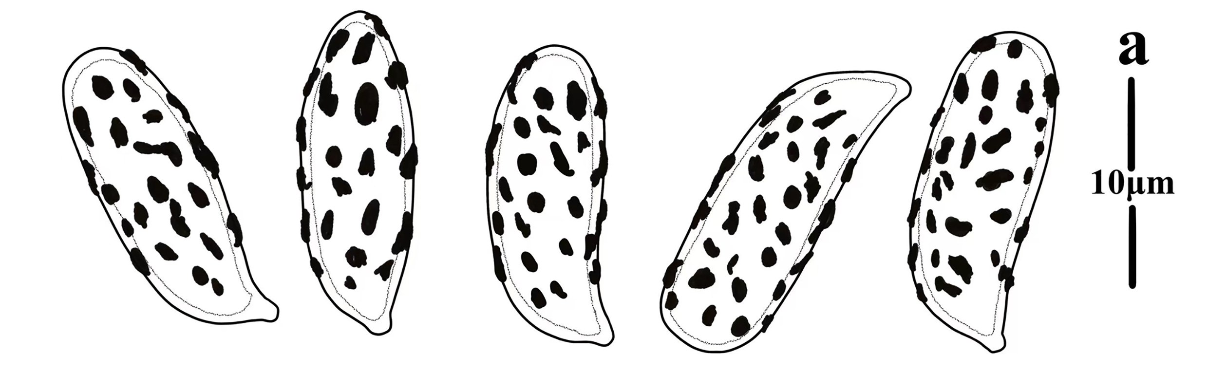 Figure 101